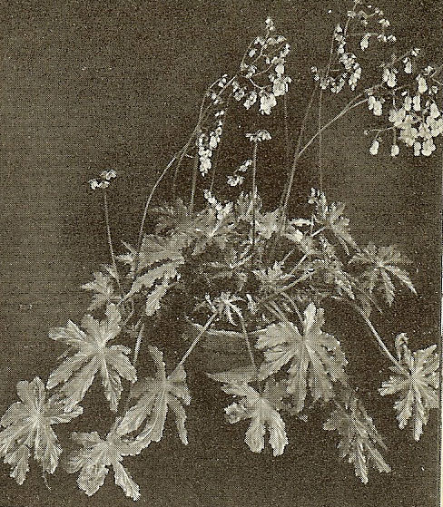 B. ‘Mrs. Mary Peace’